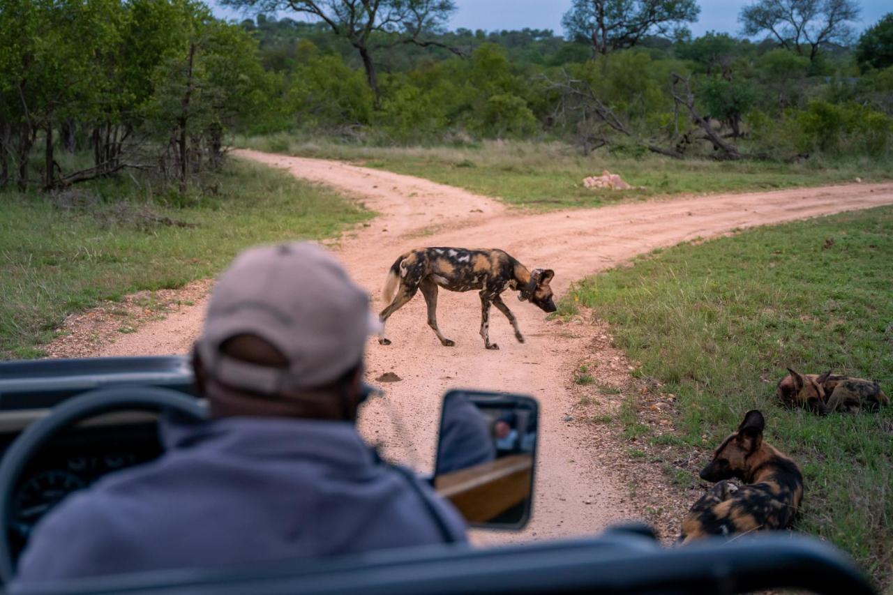 Thornybush Game Lodge 쏜부시 게임 리저브 외부 사진